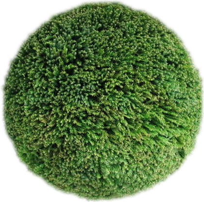A sugidama — the cedar ball hung at the eaves of a sake brewery when the new sake is ready